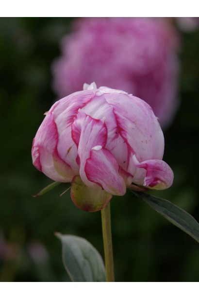 Квітка півонії трав’янистої Олександр Флемінг – ідеальне поєднання кольору й аромату.